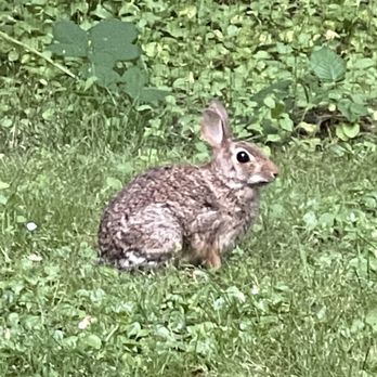 Manorwood Park - This is Bun Bun. He/she was very brave and watched my daughter play on the playground. - Parks Near Me - Puyallup, Washington Manorwood Park - This is Bun Bun. He/she was very brave and watched my daughter play on the playground. - Parks Near Me - Puyallup, Washington