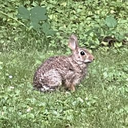 Manorwood Park - This is Bun Bun. He/she was very brave and watched my daughter play on the playground.