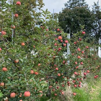 Homestead Farm - Apple Tree! - Fruits & Veggies Near Me - Poolesville, Maryland