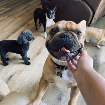 Dogs Go Walkin' - One happy boy - Dog Walkers Near Me