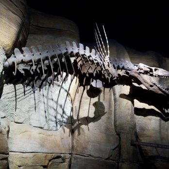 Downtown Aquarium - Dinosaur bones - Museums Near Me - Denver, Colorado Downtown Aquarium - Dinosaur bones - Museums Near Me - Denver, Colorado