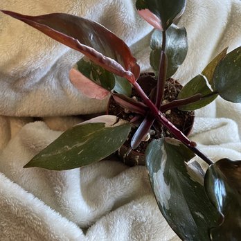 Plant Terra - Pink Princess Philodendron - Nurseries & Gardening Near Me - Hayward, California