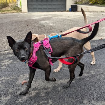 Artemis Pet Services - Pet Sitting Near Me Artemis Pet Services - Pet Sitting Near Me