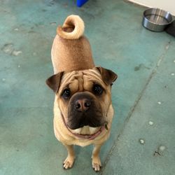 My Pet Garden - Xochi! Daycare / boarding