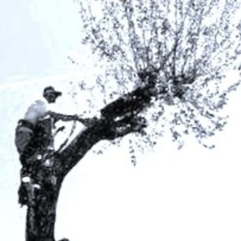 Snodgrass Tree Care - Landscaping Near Me - Liberty, West Virginia