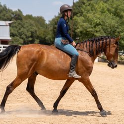 Lone Star Riding Club