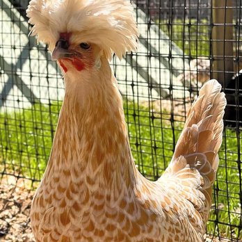 The Cute Birds - Zoos Near Me - Italy, Texas The Cute Birds - Zoos Near Me - Italy, Texas