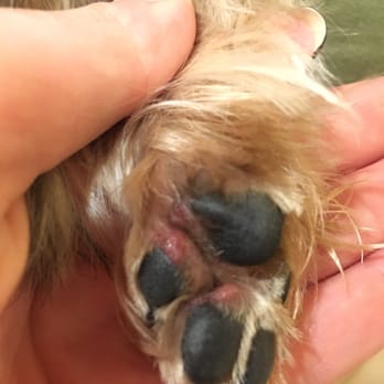 Pooch Pawlor Spa - They cut his back paws, not just one, both of them, and didn't tell us!!! - Pet Groomers Near Me - Glendale, California Pooch Pawlor Spa - They cut his back paws, not just one, both of them, and didn't tell us!!! - Pet Groomers Near Me - Glendale, California