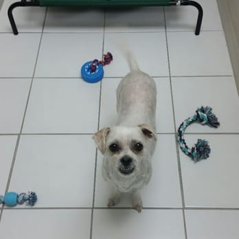 Pet Stop Grooming & Boarding - Pet Sitting Near Me - Cocoa, Florida Pet Stop Grooming & Boarding - Pet Sitting Near Me - Cocoa, Florida