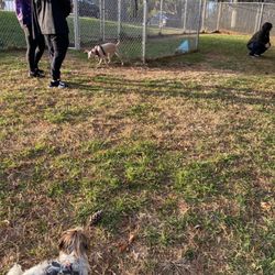K9 Cody Dog Park - Puppies out having a great time. People are wearing their mask as well.