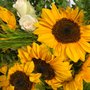 Photo of GM Flowers