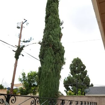 H & E Tree Service - Cut down completely. Left everything clean. - Tree Services Near Me H & E Tree Service - Cut down completely. Left everything clean. - Tree Services Near Me