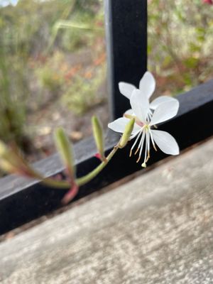 The State Botanical Garden of Georgia by null