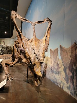 Royal Tyrrell Museum by null