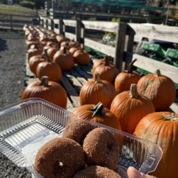 Pumpkins and apple cider donuts Pumpkins and apple cider donuts