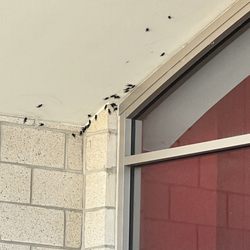 Target - Cricket infestation