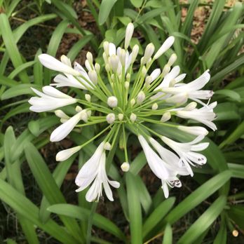 Dorothy B Oven Park - Parks Near Me - Tallahassee, Florida