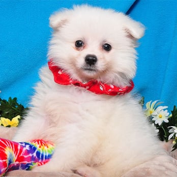 Shake A Paw - Union - Adorable American Eskimo puppy - Pet Adoption Near Me - Union, New Jersey Shake A Paw - Union - Adorable American Eskimo puppy - Pet Adoption Near Me - Union, New Jersey