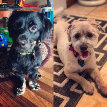 Dog Training Now - Pet Training Near Me - Hoffman Estates, Illinois Dog Training Now - Pet Training Near Me - Hoffman Estates, Illinois