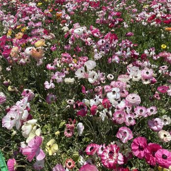 The Flower Fields - Venues & Event Spaces Near Me - Carlsbad, California The Flower Fields - Venues & Event Spaces Near Me - Carlsbad, California