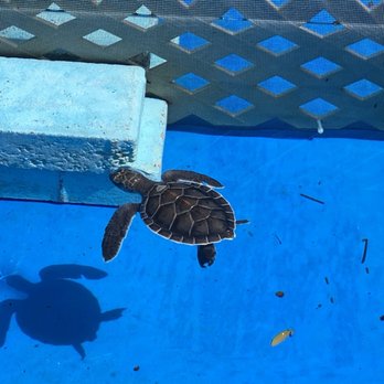 Loggerhead Marinelife Center - Lil Dude~ - Community Service/Non-Profit Near Me - Juno Beach, Florida