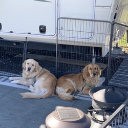 Club Pet Resorts - Quinn and Ginger