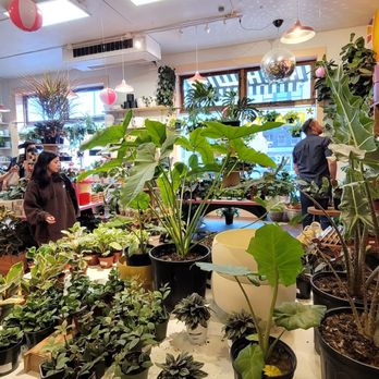 Jungle House - Nurseries & Gardening Near Me - Lawrence, Kansas