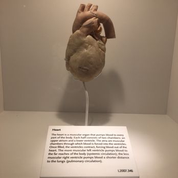 BODIES... The Exhibition - Museums Near Me - Las Vegas, Nevada BODIES... The Exhibition - Museums Near Me - Las Vegas, Nevada