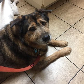 VCA Mountain View Animal Hospital - Veterinarians Near Me - Phoenix, Arizona VCA Mountain View Animal Hospital - Veterinarians Near Me - Phoenix, Arizona