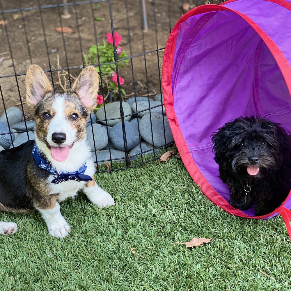 Wet Noses Dog Training - Pet Training Near Me Wet Noses Dog Training - Pet Training Near Me