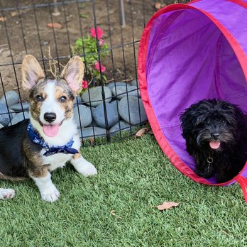Wet Noses Dog Training - Pet Training Near Me Wet Noses Dog Training - Pet Training Near Me