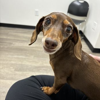 Crown UrgentVet - Veterinarians Near Me - Mesa, Arizona