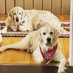 Union Lake Veterinary Hospital