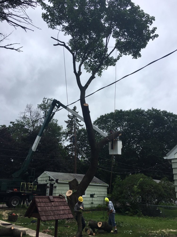 MATT’S TREE SERVICE Updated October 2024 11 Reviews 3134 NE