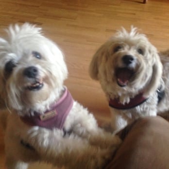 Your Pup's Pal - My buddies Dude & Fluffy! Such happy pups : ) - Dog Walkers Near Me