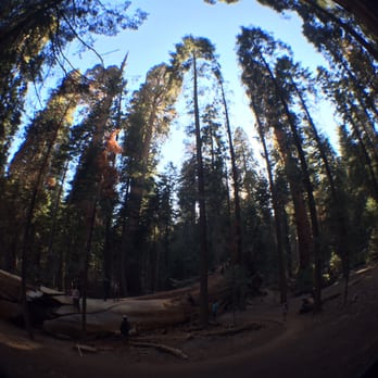 Trail of 100 Giants - Trees! - Hiking Near Me - Springville, California Trail of 100 Giants - Trees! - Hiking Near Me - Springville, California