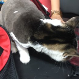Best grooming place for cats Best grooming place for cats