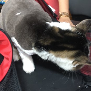 Pet Promise - Best grooming place for cats - Pet Stores Near Me - Brooklyn, New York Pet Promise - Best grooming place for cats - Pet Stores Near Me - Brooklyn, New York