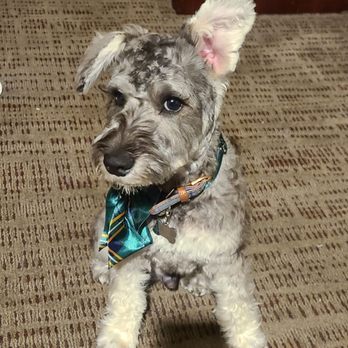 Perfect Pet Salon - Pet Groomers Near Me - Concord, California Perfect Pet Salon - Pet Groomers Near Me - Concord, California