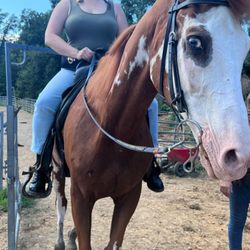 Muddy Water Equestrian - Chico from NYC!