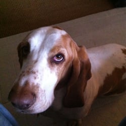 Charlie Brown's - Bertie the Basset Hound