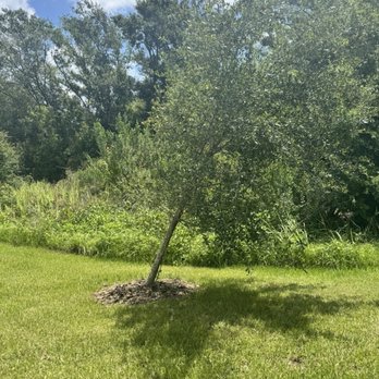 DM Tree Service - Before straightening - Tree Services Near Me - Wesley Chapel, Florida DM Tree Service - Before straightening - Tree Services Near Me - Wesley Chapel, Florida