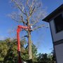 Photo of Cardinal Tree Service