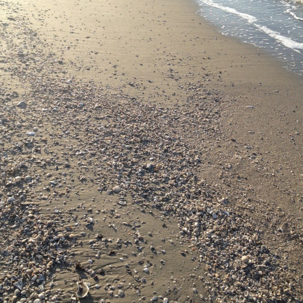 Holly Beach - Seashells on beach - Beaches Near Me - Cameron, Louisiana Holly Beach - Seashells on beach - Beaches Near Me - Cameron, Louisiana
