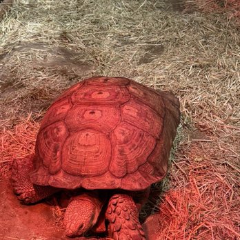 Jungle Reef - Turtle - Aquariums Near Me - El Paso, Texas