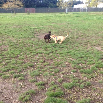 Ike Memorial Off-leash Dog Park - Sammi's new friend Joe - Dog Parks Near Me - Vancouver, Washington Ike Memorial Off-leash Dog Park - Sammi's new friend Joe - Dog Parks Near Me - Vancouver, Washington