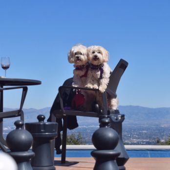 R & W Vineyards - a dog sitting in a chair - Wineries Near Me - Cupertino, California R & W Vineyards - a dog sitting in a chair - Wineries Near Me - Cupertino, California