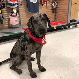 our precious Scout as his SSCR adoption event
