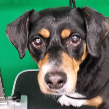 4 Paws Only - This is Shadow, he is blind do to a health issue, no worry in his eyes, to eager to have his picture taken - Pet Groomers Near Me - Tucson, Arizona 4 Paws Only - This is Shadow, he is blind do to a health issue, no worry in his eyes, to eager to have his picture taken - Pet Groomers Near Me - Tucson, Arizona