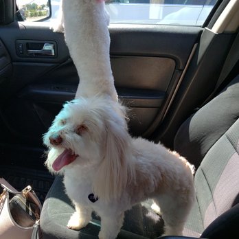 The Pet Groomer - Super happy shes nice and clean - Pet Groomers Near Me - Bakersfield, California